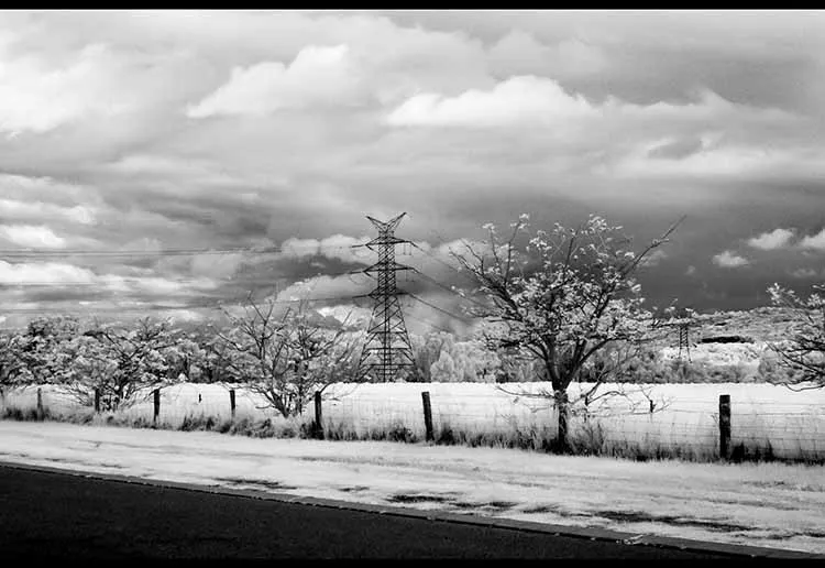 Black and white infrared Photo of a landscape which looks almost snowy. The scenery contains trees with many flowers on them as well as a large powerline grid.